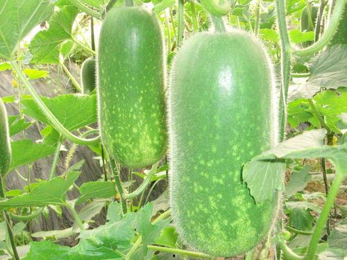 吃瓜尾巴视频大全,揭秘娱乐圈幕后故事