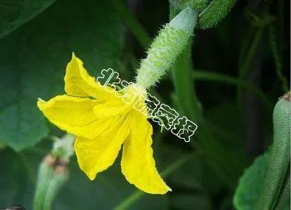 吃瓜两枣的故事