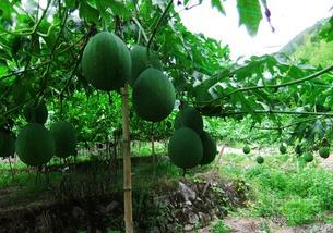 吊瓜砍着吃,传统美食的时尚演绎