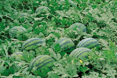 青农吃瓜假山事件,一场校园风波引发的舆论漩涡