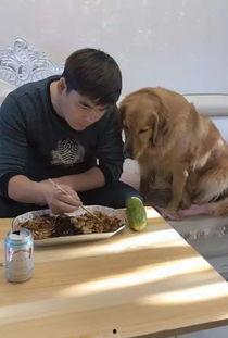 金毛湖里吃瓜,夏日消暑好去处