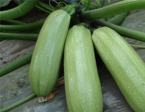 痛风可以吃秋瓜,痛风患者的秋季饮食指南