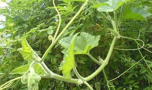 吃瓜的藤,揭秘吃瓜群众的趣味世界