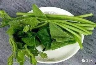 富宁吃瓜视频,揭秘网络热点背后的真相与笑料