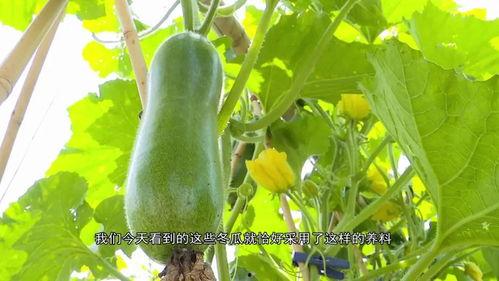 广东吃瓜事件真相,揭秘背后真相与争议