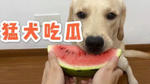 吃瓜名字搞笑,那些让人捧腹大笑的吃瓜名瞬间