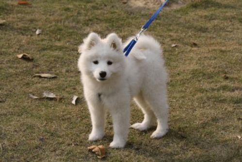 瘸狗狗吃瓜,瘸狗狗的瓜田奇遇记